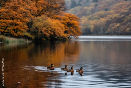 Four ducks gracefully swim across a calm autumn lake, with colorful foliage reflecting on the water's surface, creating a serene and harmonious nature scene. photo