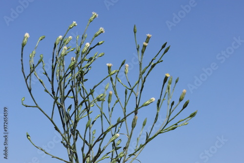 Symphyotrichum subulatum (formerly Aster subulatus), commonly known as eastern annual saltmarsh aster  photo