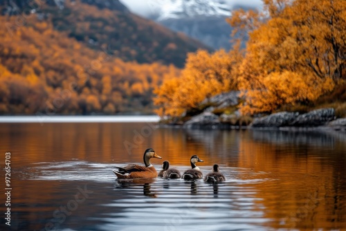 A family of ducks swim in a stunning autumn lake with vibrant foliage in the background. The peaceful scene captures the essence of natural beauty and tranquility. photo