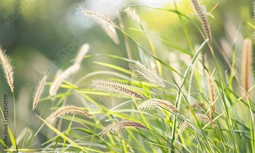 A serene close-up of golden grass swaying in soft sunlight.