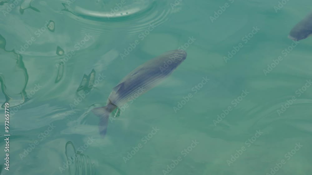 Fische schwimmen im Mittelmeer