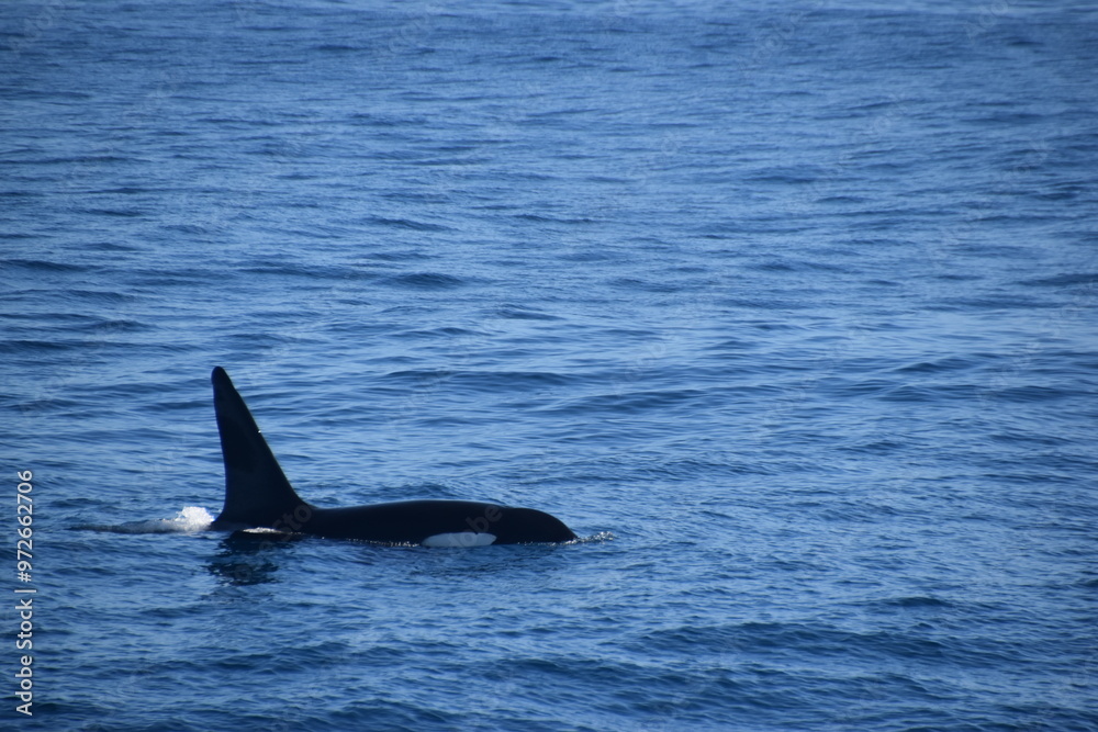 Humpback and Killer Whale (Orca) Watching in Kaikoura, South Island, New Zealand