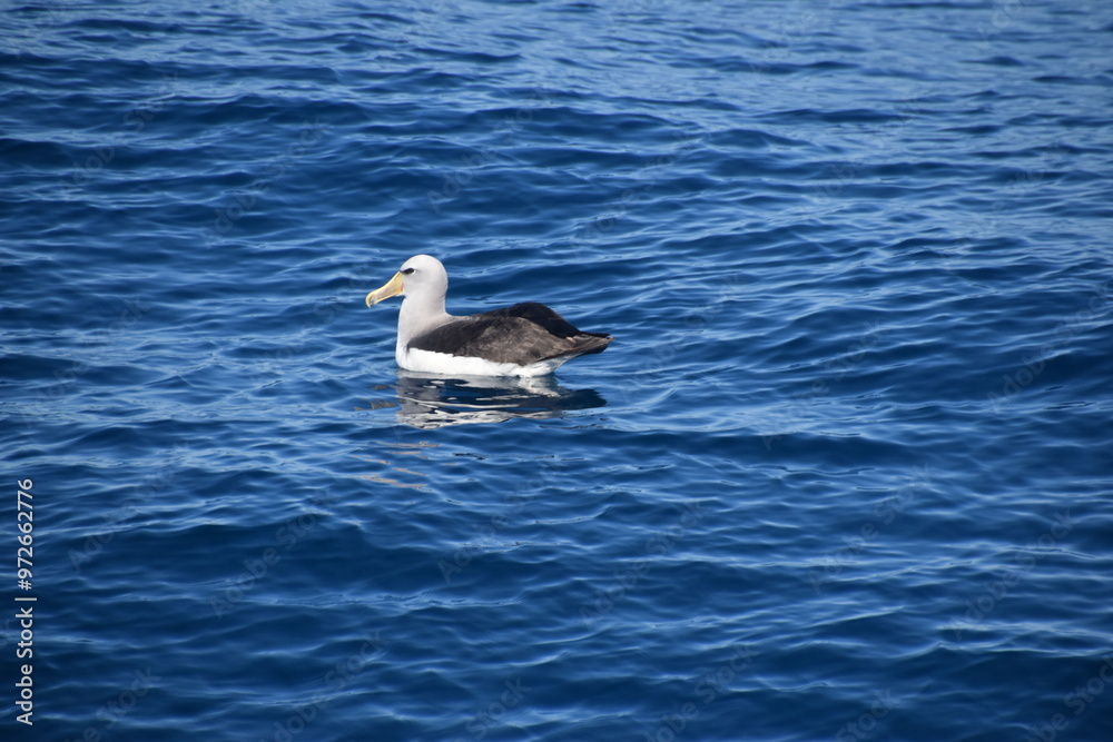 A big Albatross bird in flight over the blue ocean in Kaikoura, New Zealand A big Albatross bird in flight over the blue ocean in Kaikoura, New Zealand