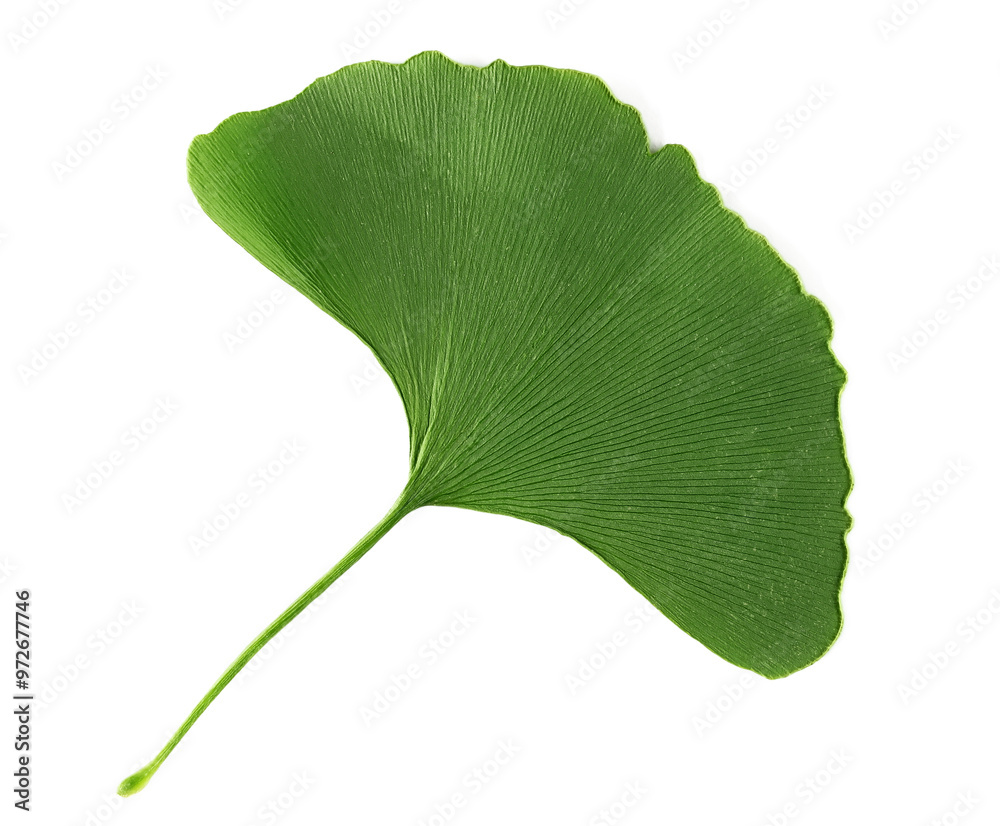 Fototapeta premium Fresh ginkgo biloba green leaf isolated on white, top view