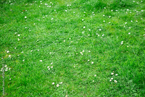Fototapeta Naklejka Na Ścianę i Meble -  green grass background, white flowers