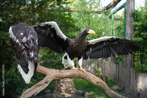 White tailed eagle spread its wings, background of a bird of prey