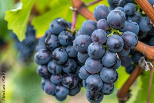 Wallpaper Mural A close-up photo of a bunch of ripe black grapes hanging from a vine. The grapes are a deep purple color and have a glossy sheen Torontodigital.ca