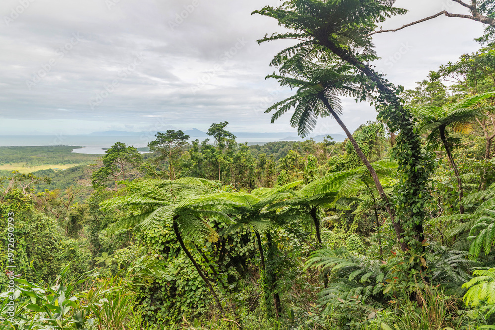 Outstanding view from Mount Alexandra Lookout in Queensland, Australia. It is situated in Daintree Rainforest.