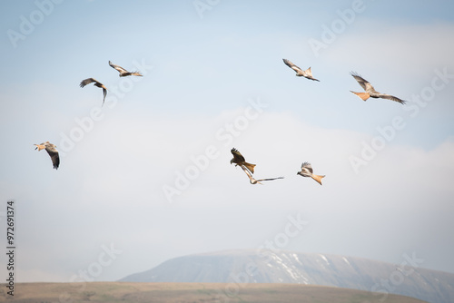 Red Kites flying in the Brecon Beacons, Wales. photo