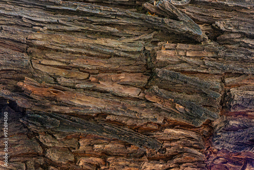  bark of a tree close up