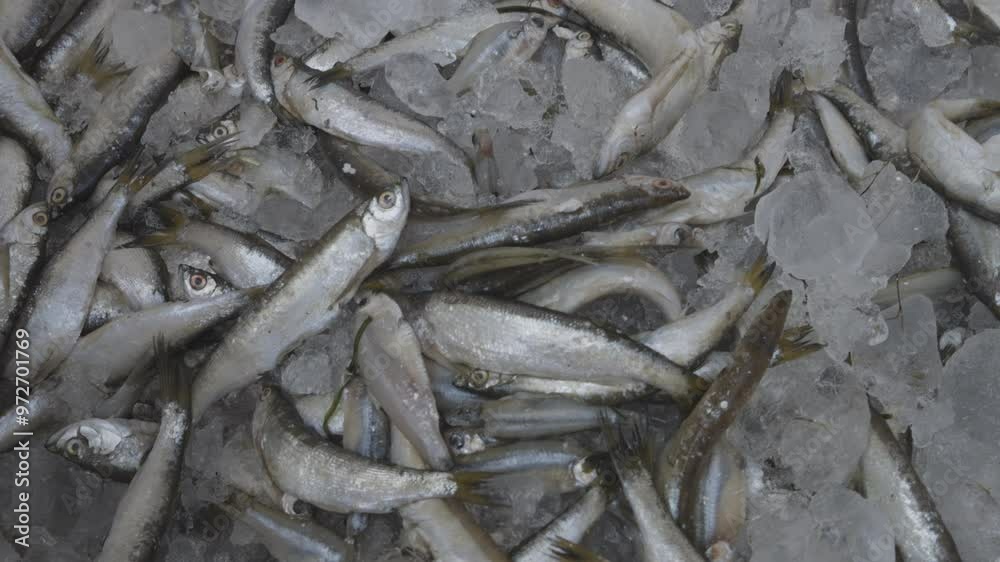 fresh fish kept at snow box at retail shop for sale at day from different angle fresh fish kept at snow box at retail shop for sale at day from different angle