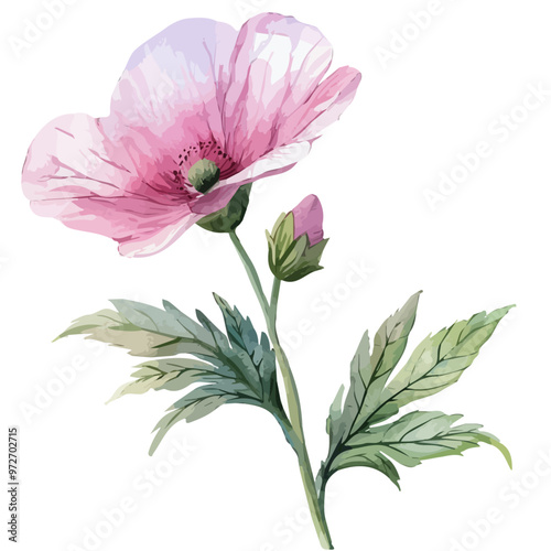 Watercolor of Meadow flower, isolated on a white background, and Meadow flower vector