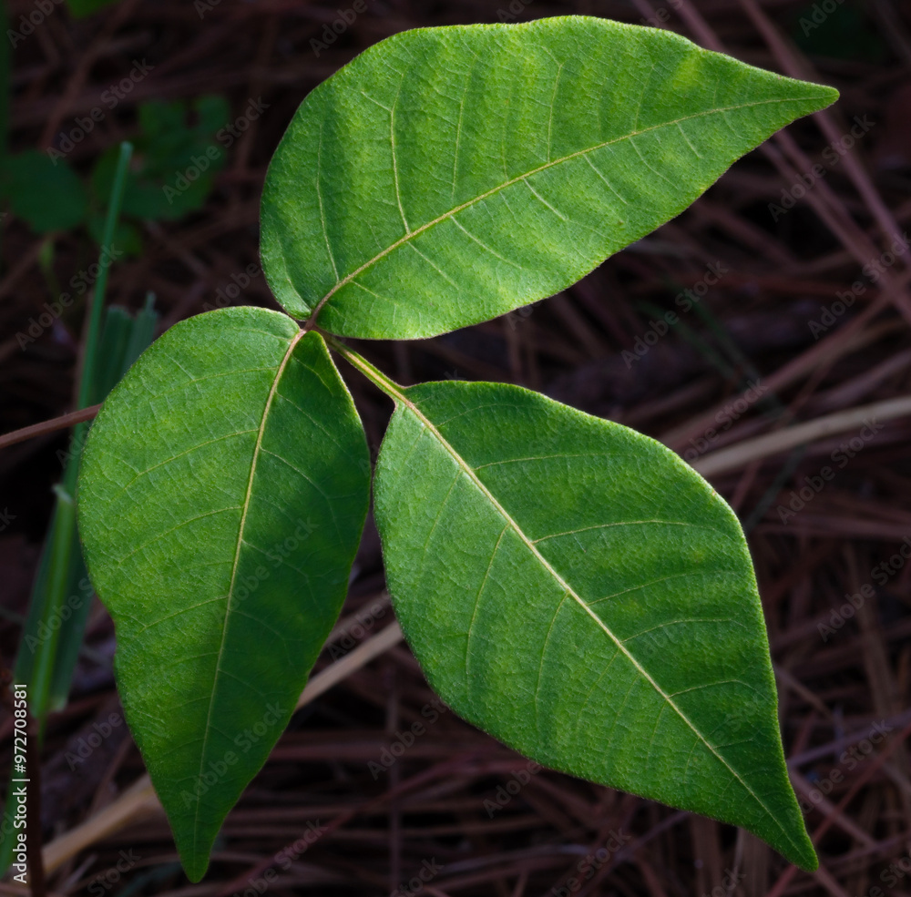 Poison ivy growing in a dark forest