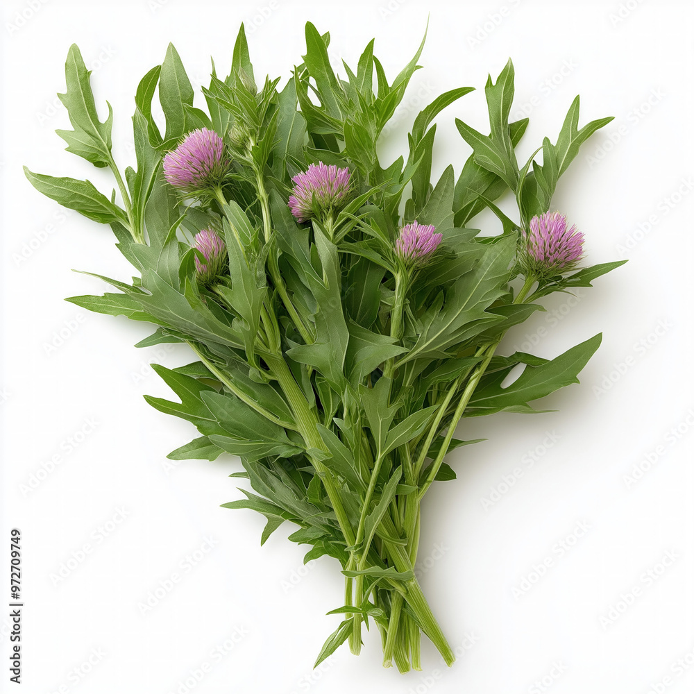 Milk Thistle Isolated