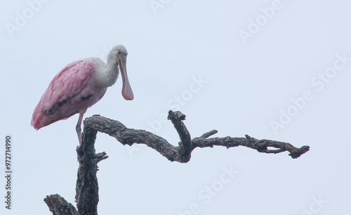 Roseate Spoonbill in a tree photo