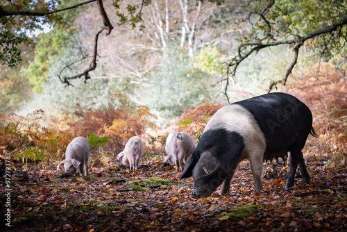 Pannage of the pigs in The New Forest National Park