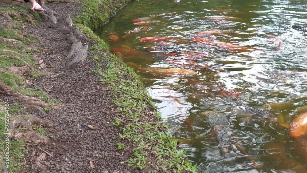 Wide shot of birds eating seeds from the hand of a person, with colorful koi fish swimming in the pond Wide shot of birds eating seeds from the hand of a person, with colorful koi fish swimming in the pond