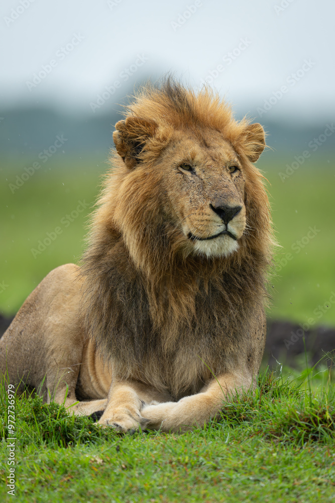 Obraz premium Close-up of male lion lying on grassland