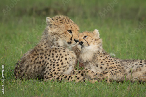 Close-up of two cheetah cubs lying nuzzling photo