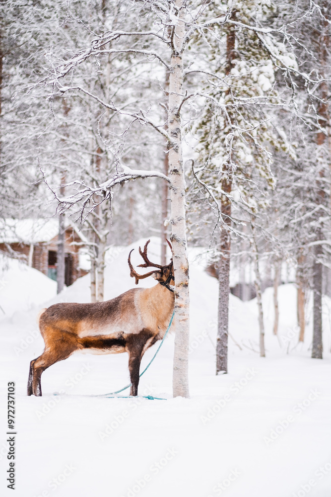 Reindeer Standing in the Snow Eating the Bark of the Birch Tree Nearby Reindeer Standing in the Snow Eating the Bark of the Birch Tree Nearby