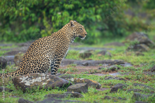 Close-up of female leopard sitting among rocks photo