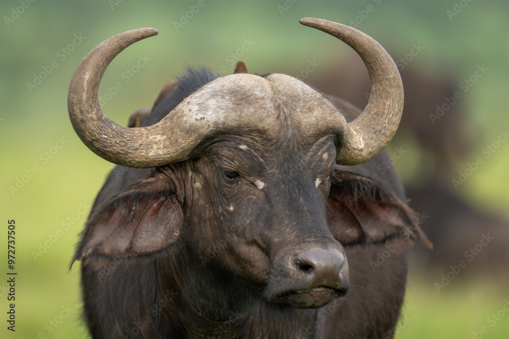 Close-up of Cape buffalo standing looking down