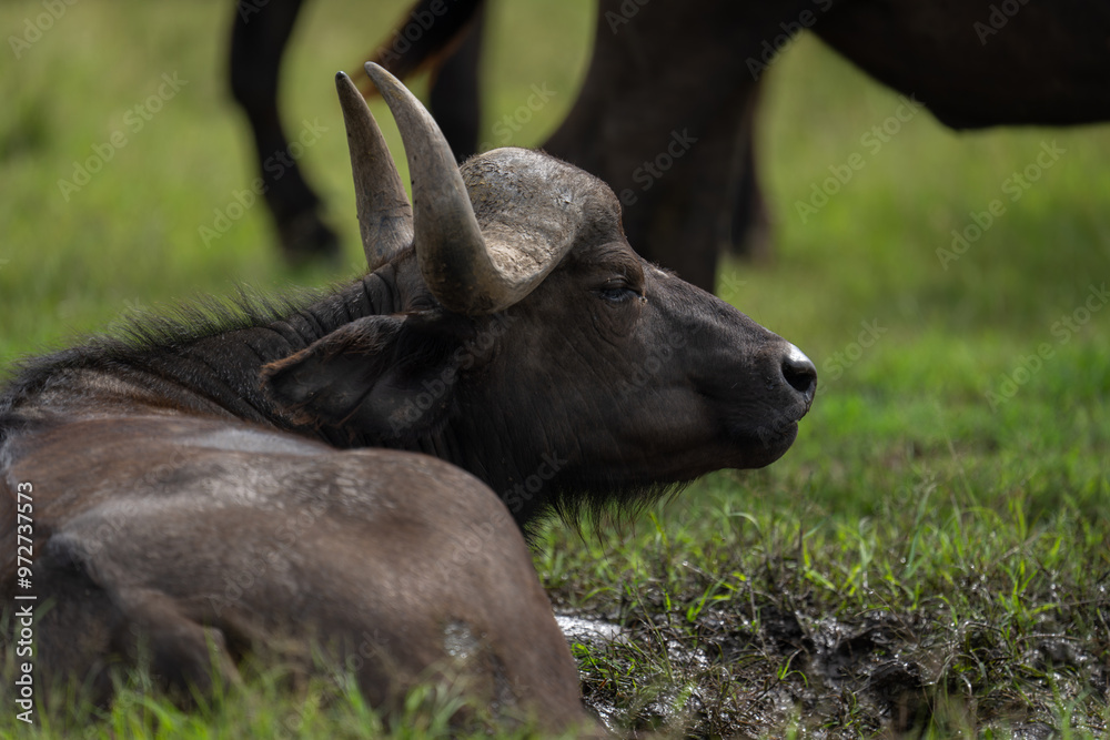 Close-up of Cape buffalo lying in mud Close-up of Cape buffalo lying in mud