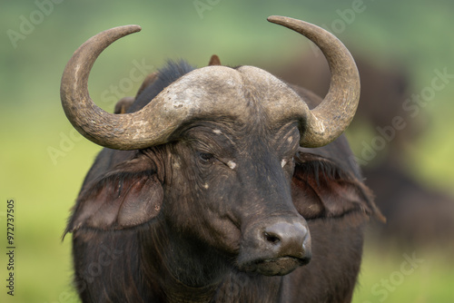 Close-up of Cape buffalo standing looking down