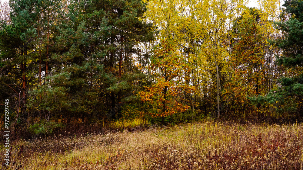 Fototapeta premium Jesienny krajobraz z drzewami pokrytymi kolorowymi liśćmi.