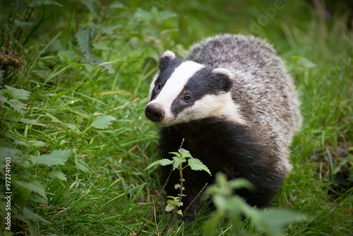 Badger foraging for food in Wales.