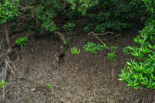 Phra chedi klang nam mangrove forest, Rayong Province, Thailand. Mangrove forest background in the wetland area where fresh water and sea water meet. Nature and environment conservation concept. photo