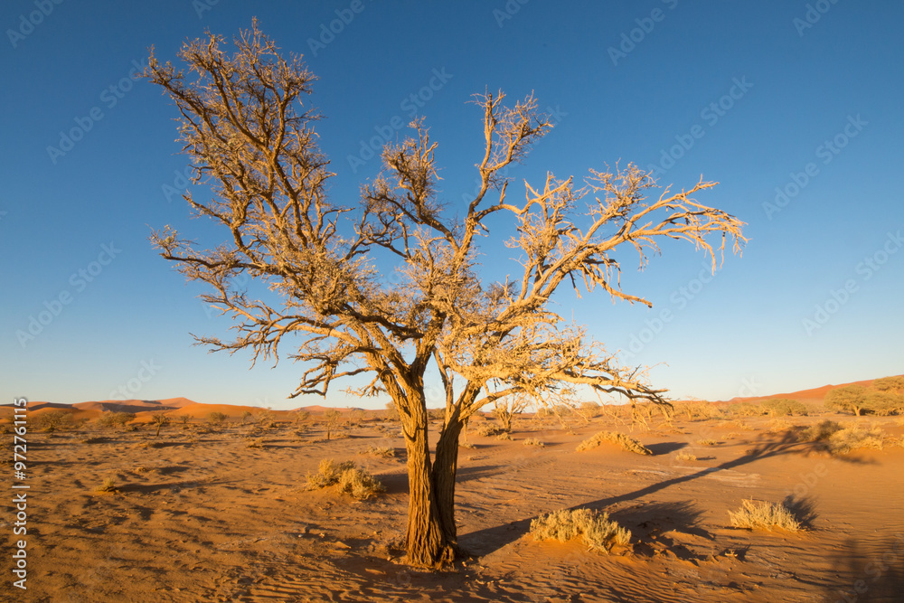 Ancient dry trees stand on a white clay soil, creating a stunning visual contrast in Deadvlei National Park in Namibia Ancient dry trees stand on a white clay soil, creating a stunning visual contrast in Deadvlei National Park in Namibia