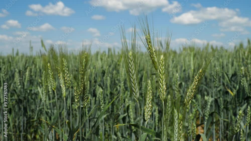 close-up of green young ears of rye, wheat in field against sky, grain crops close-up of green young ears of rye, wheat in field against sky, grain crops