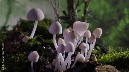 Time-lapse photography of wild fungus growth