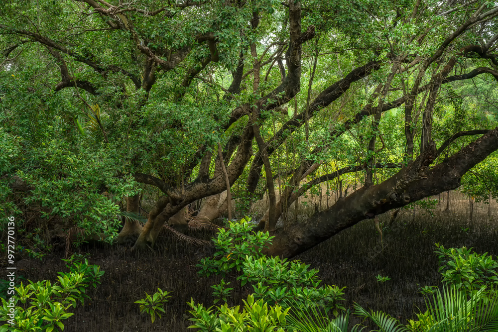 Phra chedi klang nam mangrove forest, Rayong Province, Thailand. Mangrove forest background in the wetland area where fresh water and sea water meet. Nature and environment conservation concept.