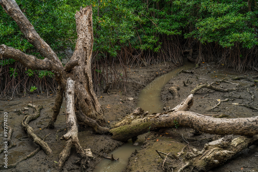 Phra chedi klang nam mangrove forest, Rayong Province, Thailand. Mangrove forest background in the wetland area where fresh water and sea water meet. Nature and environment conservation concept. Phra chedi klang nam mangrove forest, Rayong Province, Thailand. Mangrove forest background in the wetland area where fresh water and sea water meet. Nature and environment conservation concept.