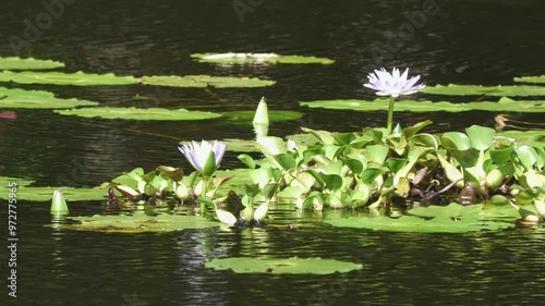 Steady footage of lilies in a pond