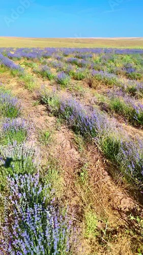 A field of lavender spreads out in front of majestic mountains, creating a stunning spring landscape. In the background, the mountains are complemented by bright purple shades of flowering plants.