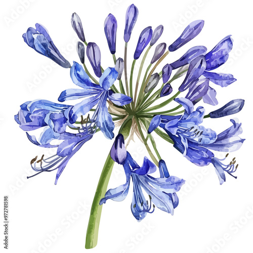Watercolor illustration of agapanthus (Lily of the Nile), isolated on a white background, and agapanthus vector