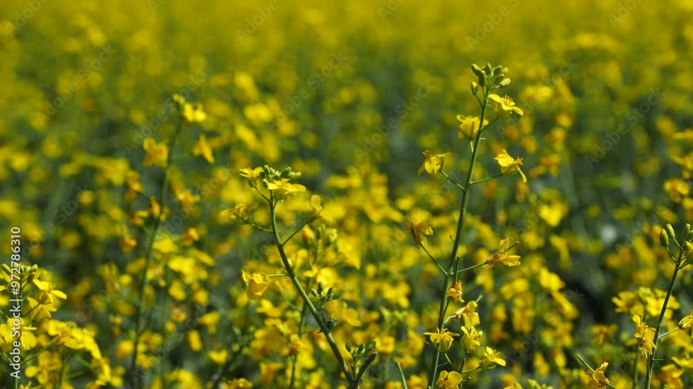 Blooming rape field with yellow flowers Close-up Swinging in wind on sunny day Blooming rape field with yellow flowers Close-up Swinging in wind on sunny day