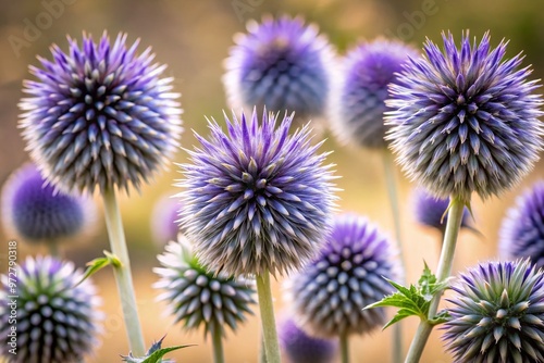 Vibrant purple echinops flowers with spiky, globular centers and delicate, lace-like petals bloom against a soft, photo