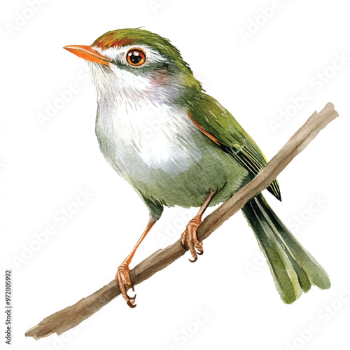 cute Common tailorbird watercolor clipart illustration isolated