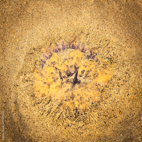 A summer HDR square image of a dead bluefire jellyfish, Cyanea lamarckii, washed up on a South Uist beach in the Outer Hebrides, Scotland photo