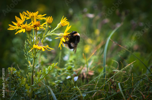 A summer HDR of a buff tailed Bumble Bee, Bombus lucorum feeding on Ragwort, Jacobaea vulgaris, in the Machair on South Uist, Scotland.  photo