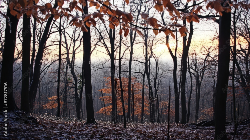 Fototapeta premium Autumn Forest at Sunset
