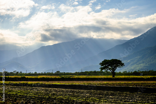 Serene landscape featuring a solitary tree under dramatic skies with rays of sunlight casting over the distant mountains and lush rice fields of Chishang, Taiwan photo