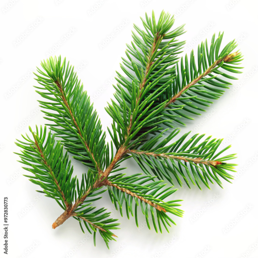 Fototapeta premium Close-up Christmas tree branch on a white background. 