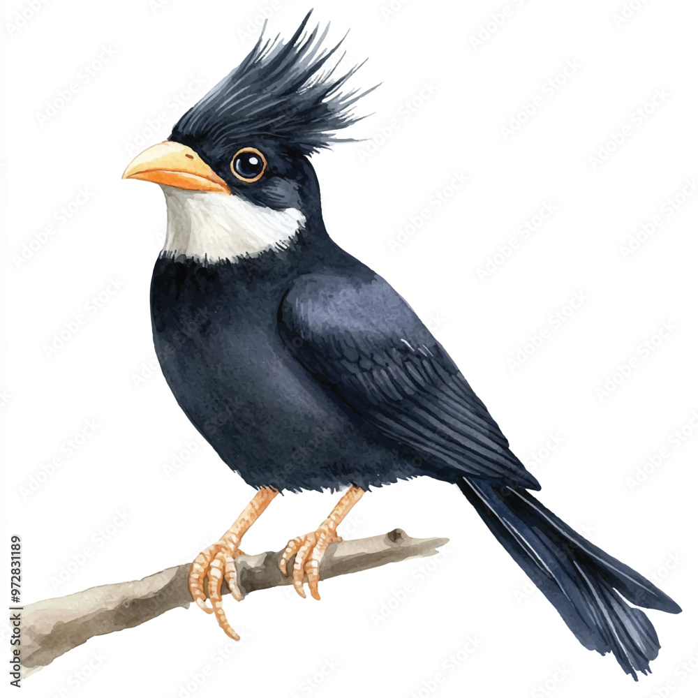 Fototapeta premium cute Crested Myna watercolor clipart illustration isolated