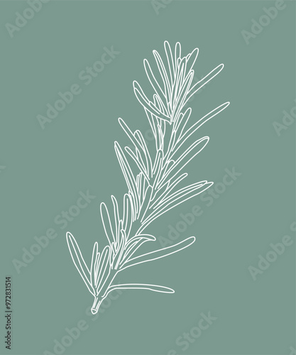 Pianta rosmarino. Rametto di rosmarino stilizzato. Piatto cucina italiana. Pianta aromatica. Disegno per libro di botanica o culinario.