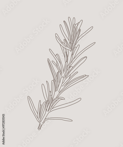 Pianta rosmarino. Rametto di rosmarino stilizzato. Piatto cucina italiana. Pianta aromatica. Disegno per libro di botanica o culinario.